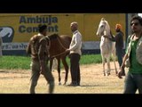 Horse parade at the rural olympics - kila raipur