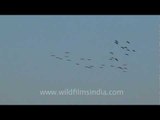 Amazing flock of birds flying pattern!