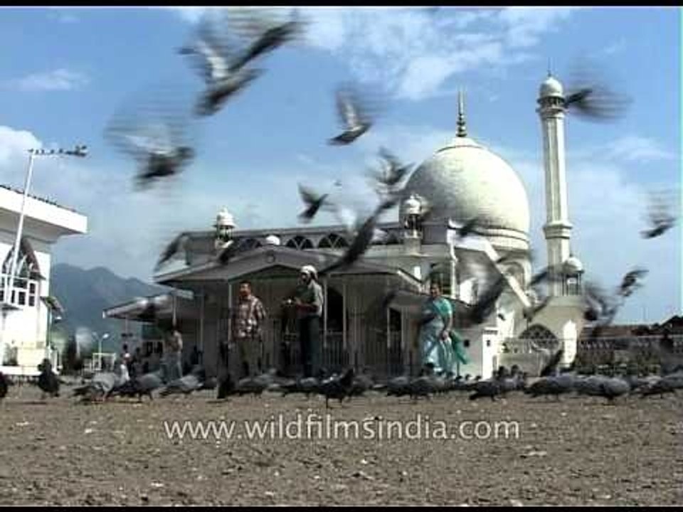 Pigeons gathering at the front-yard of Jama Masjid, Srinagar