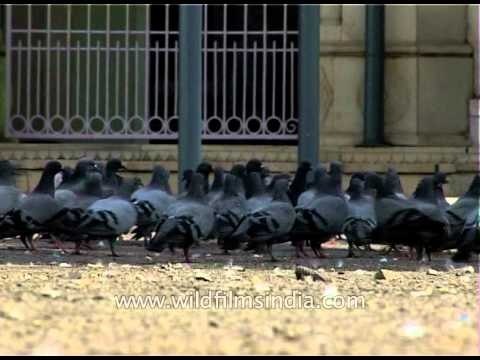 Pigeons gather for grains around Jama mosque, Srinagar