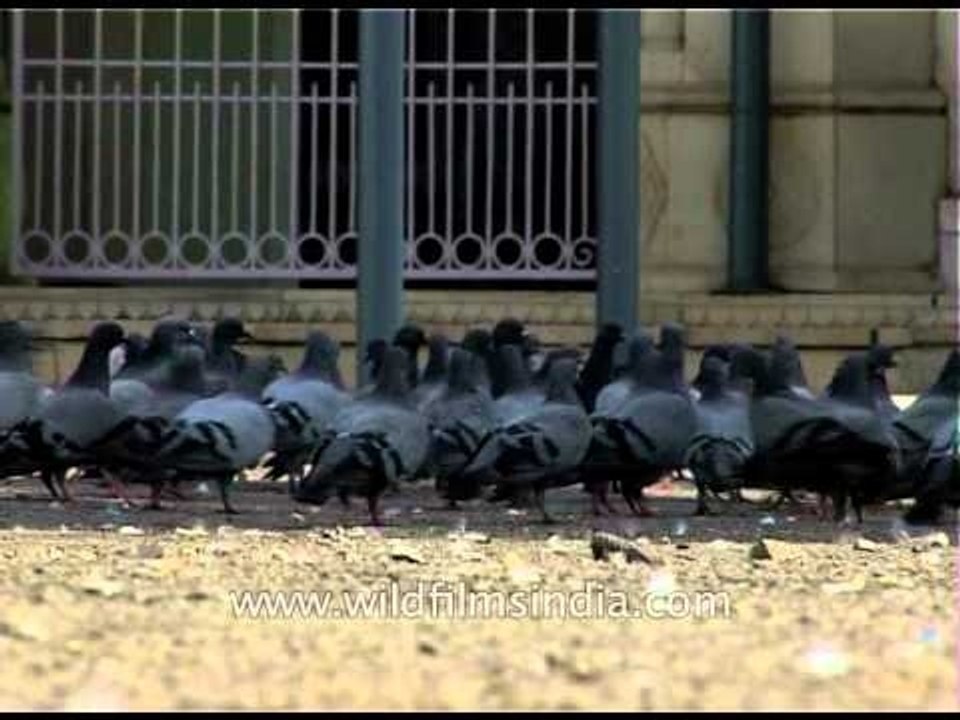 Pigeons gather for grains around Jama mosque, Srinagar
