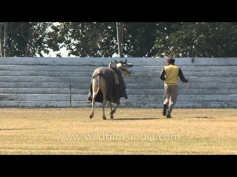 Indian Ox modeling at the Rural olympics??