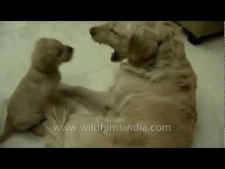 Cute Golden Retriever pup play fighting with his uncle