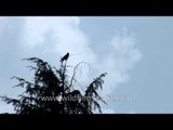 Himalayan Jungle Crow on a deodar tree