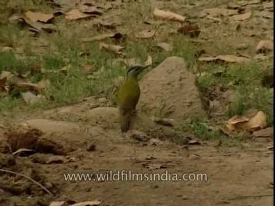 Scaly-bellied woodpecker