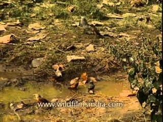 Grey-headed Mynas at Corbett National Park