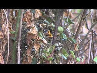 Young brood of the Red-headed Tit at its nest hole
