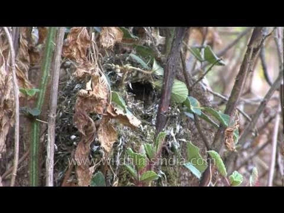 Red-headed Tit chicks at their nest