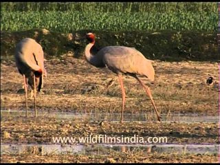 Sarus Crane : the tallest of all flying birds
