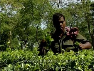 Tea garden worker pruning tea leaves in Bagdogra tea estate
