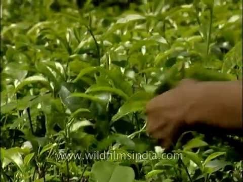 Tea plucking in West Bengal tea garden