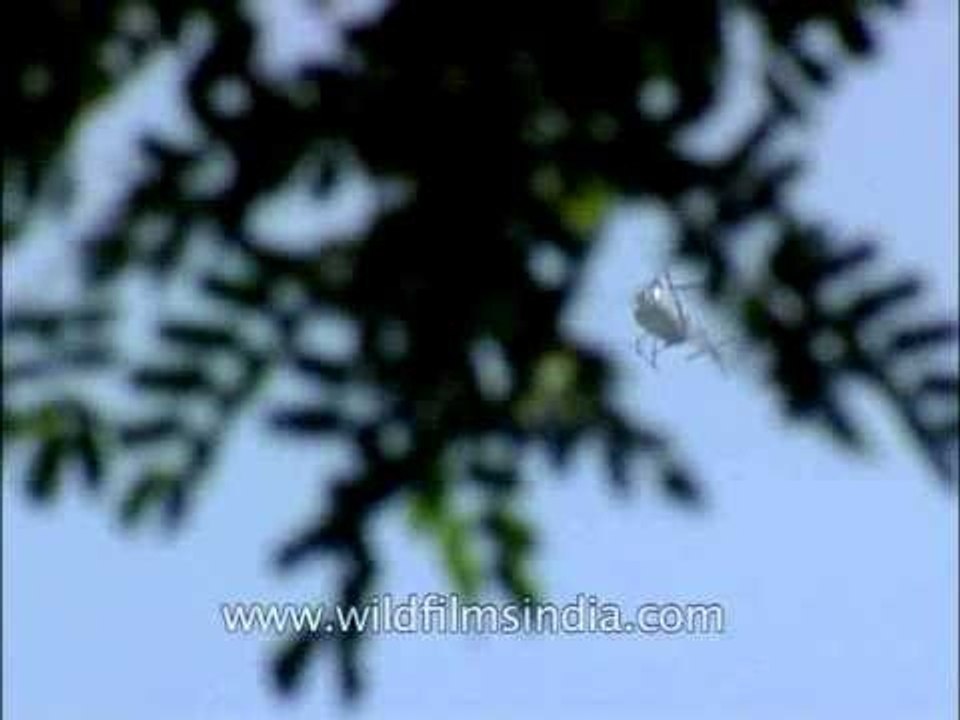 Look! Chopper in the sky at Bagdogra