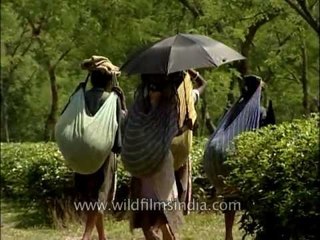 Women laden with tea leaves on their backs, Bagdogra