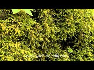 Moss laden monsoon walls of Mussoorie