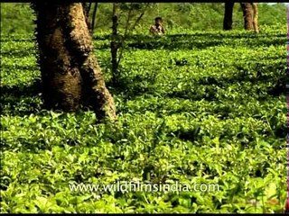West Bengal is famous for its tea gardens!