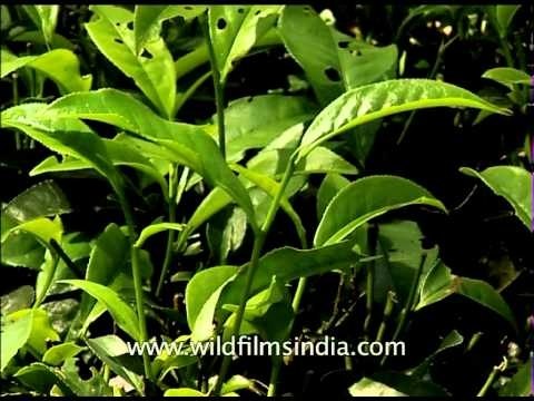 Flourishing tea garden of Bagdogra