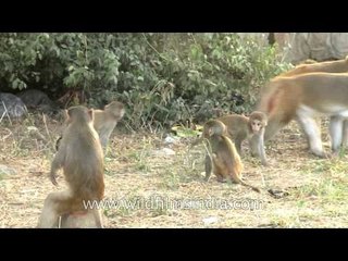 Cute alert: Baby monkey clinging on tight to mommy's chest!
