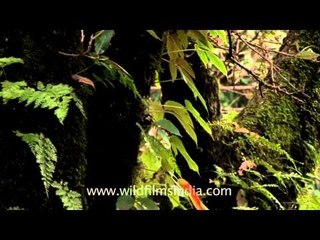 Mussoorie ferns, lichens and mosses!