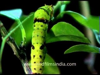 Large green caterpillar