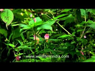 Bunch of wild flowers in the greens in Landour