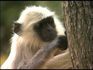 Curious Langur concentrating on crack in tree-trunk!