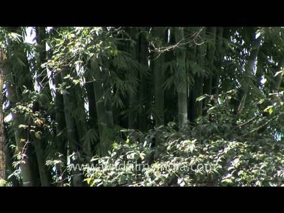 Auracaria, huge bamboos and plantains growing in Sikkim
