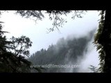 Clouds rolling in over deodar trees in Mussoorie