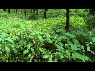 Wild Impatiens flowers carpet the ravines of Uttarakhand in the monsoon months!