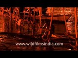 Naga sadhu taking holy dip in river Ganga during Kumbh mela