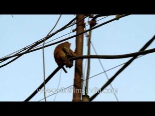 Planet of the monkeys?? Azadpur subzi mandi...