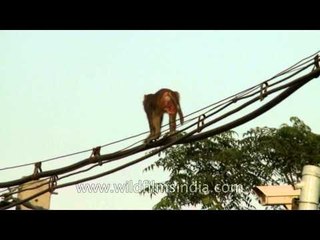 Monkey walking the electric tight-rope!