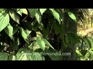 King of spices - Pepper in Kerala