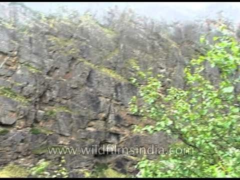 Birch forests, flower meadows and cliffy mountains, Nanda Devi Sanctuary