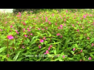 Colourful wild flowers in Kaas Plateau of flowers