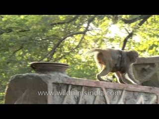 Monkey's get together