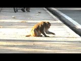 Monkey picking and eating from the floor, Delhi