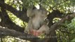 Macaque sitting on tree and nibbling leaves