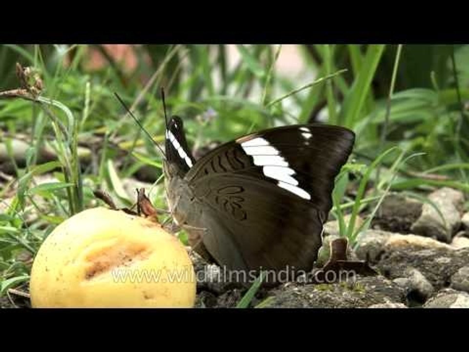 White-edged Blue Baron nibbling on a fallen guava in Sikkim