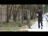 Monkey loving young man in Delhi distributes bananas to a pack