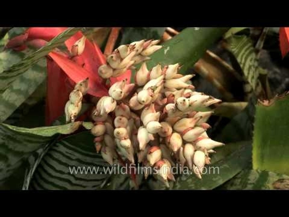 Beautiful spring flowering agave in Sikkim