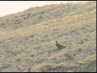 Himalayan Snow Partridge within Nanda Devi sanctuary