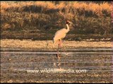 Long legged Sarus Cranes in India