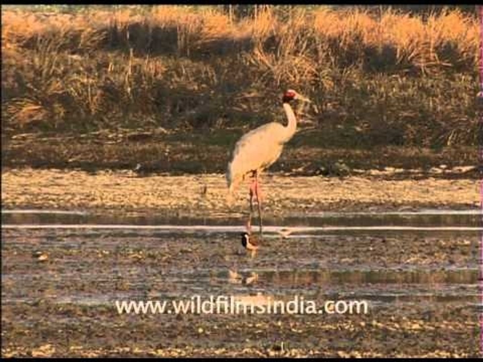 Long legged Sarus Cranes in India