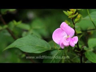 Vigna vexillata or Zombie pea