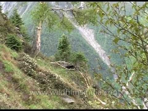 Rishi Ganga torrent rushing through Nanda Devi sanctuary