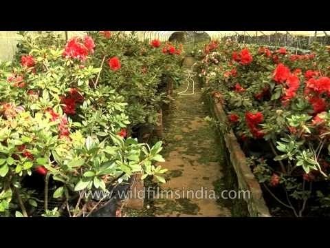 Azaleas growing in the eastern Himalaya