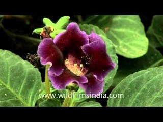 Gloxinia flowering in an Indian garden