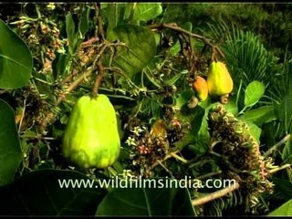 Cashew crops, nuts and plantations in South India