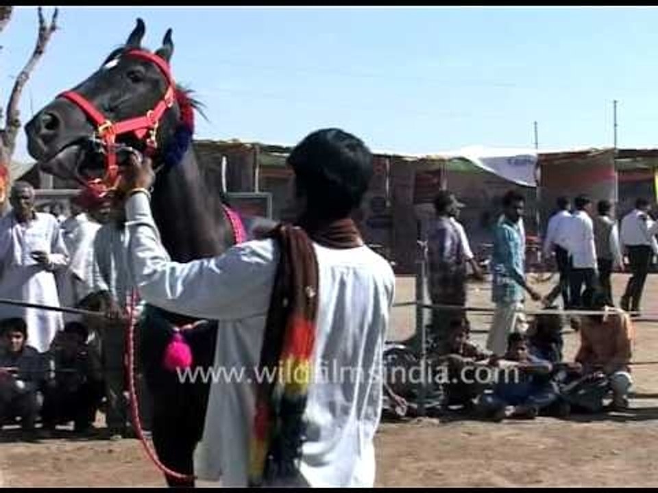 Indian horse decked up for sale at the colourful Pushkar fair