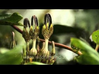 Critically endangered flower - Ceropegia vincaefolia, Kas plateau